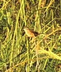 Cistothorus palustris