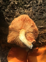 Gymnopilus lepidotus