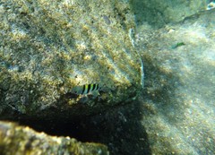 Abudefduf vaigiensis