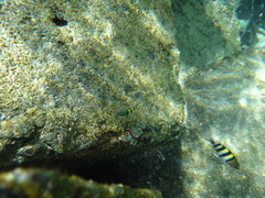 Abudefduf vaigiensis