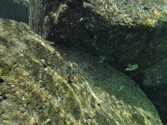 Abudefduf vaigiensis