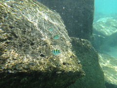 Abudefduf vaigiensis