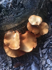 Gymnopilus lepidotus