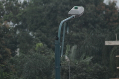 Molothrus bonariensis