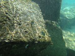 Abudefduf vaigiensis