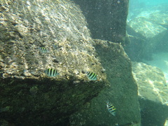 Abudefduf vaigiensis