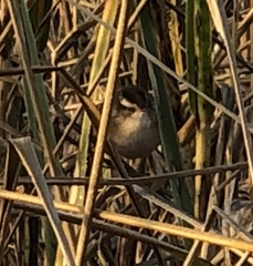 Cistothorus palustris