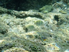 Acanthurus triostegus