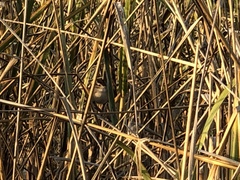 Cistothorus palustris