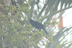 Molothrus bonariensis