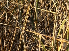 Cistothorus palustris