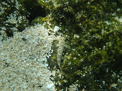 Istigobius ornatus