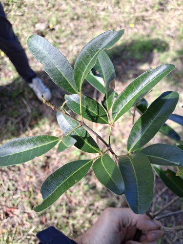 clubwood (Dinosperma erythrococcum)
