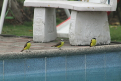 Myiozetetes cayanensis
