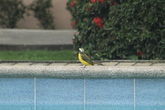 Myiozetetes cayanensis
