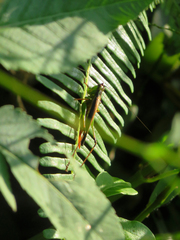 Conocephalus melaenus