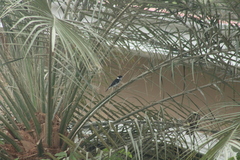 Sporophila corvina