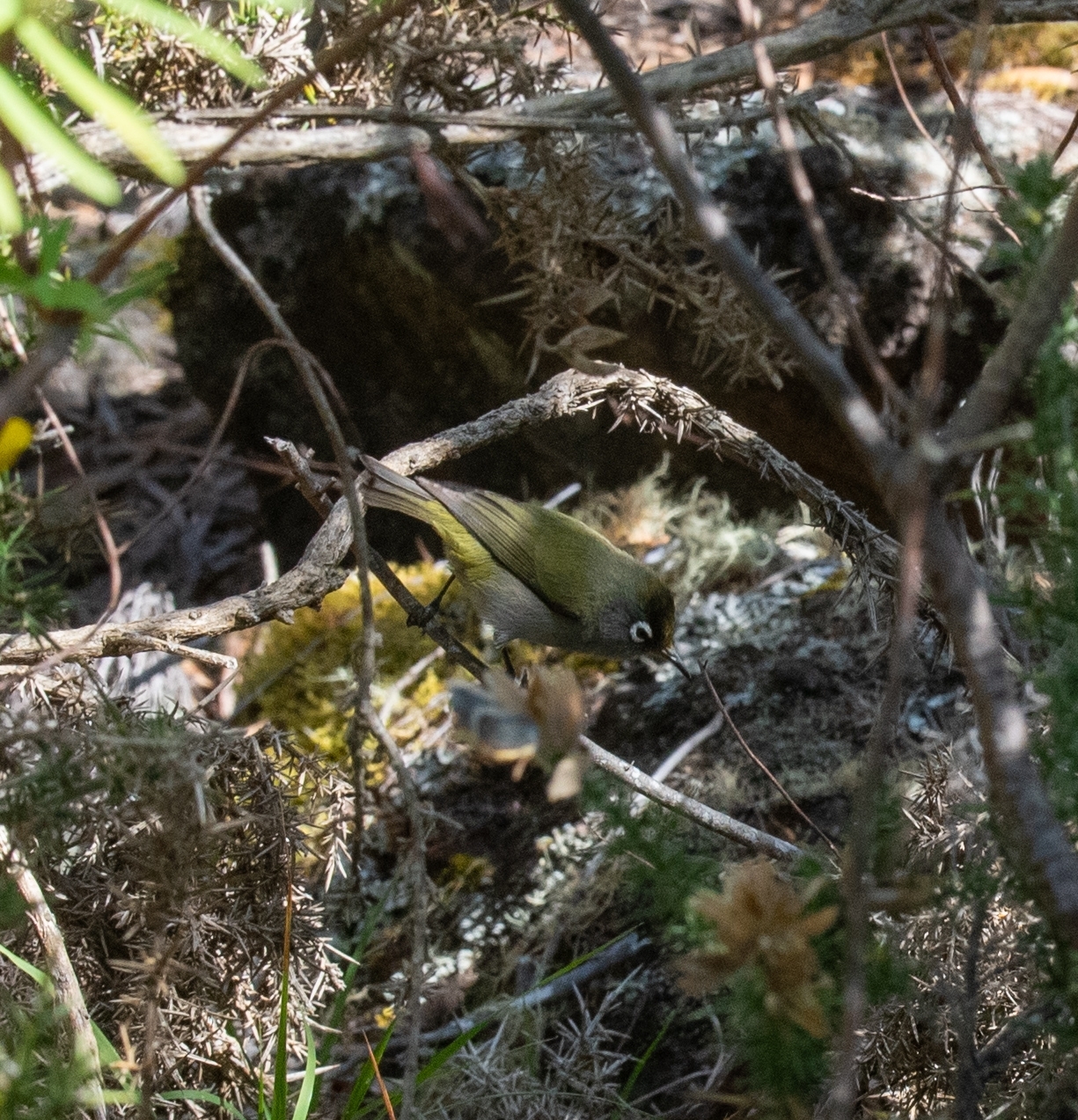 Reunion Olive White-eye (Zosterops olivaceus), photo 10