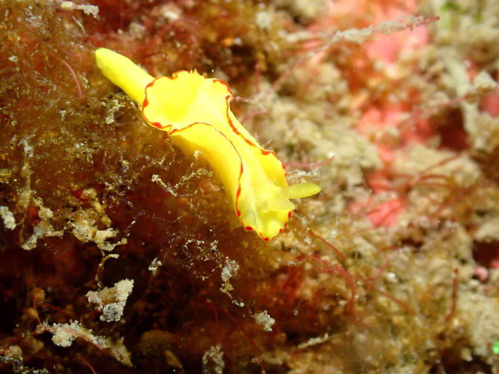 Lemon-drop Longtail Dorid