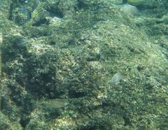 Siganus spinus