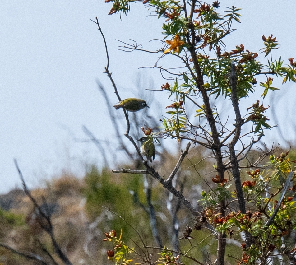 Reunion Olive White-eye (Zosterops olivaceus), photo 9