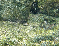 Plectroglyphidodon leucozona