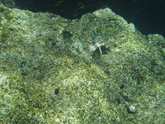 Plectroglyphidodon leucozona