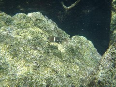 Plectroglyphidodon leucozona