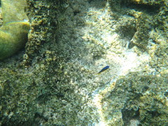 Chrysiptera unimaculata