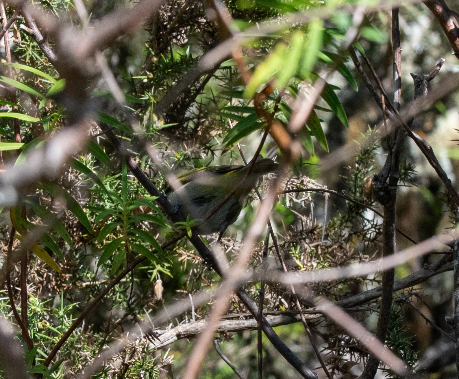 Reunion Olive White-eye (Zosterops olivaceus), photo 4