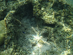 Chrysiptera unimaculata