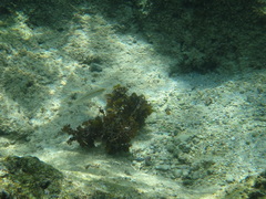 Halichoeres scapularis