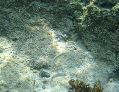 Halichoeres scapularis