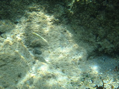 Halichoeres scapularis