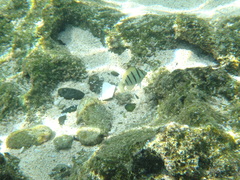 Acanthurus triostegus