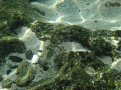 Acanthurus triostegus