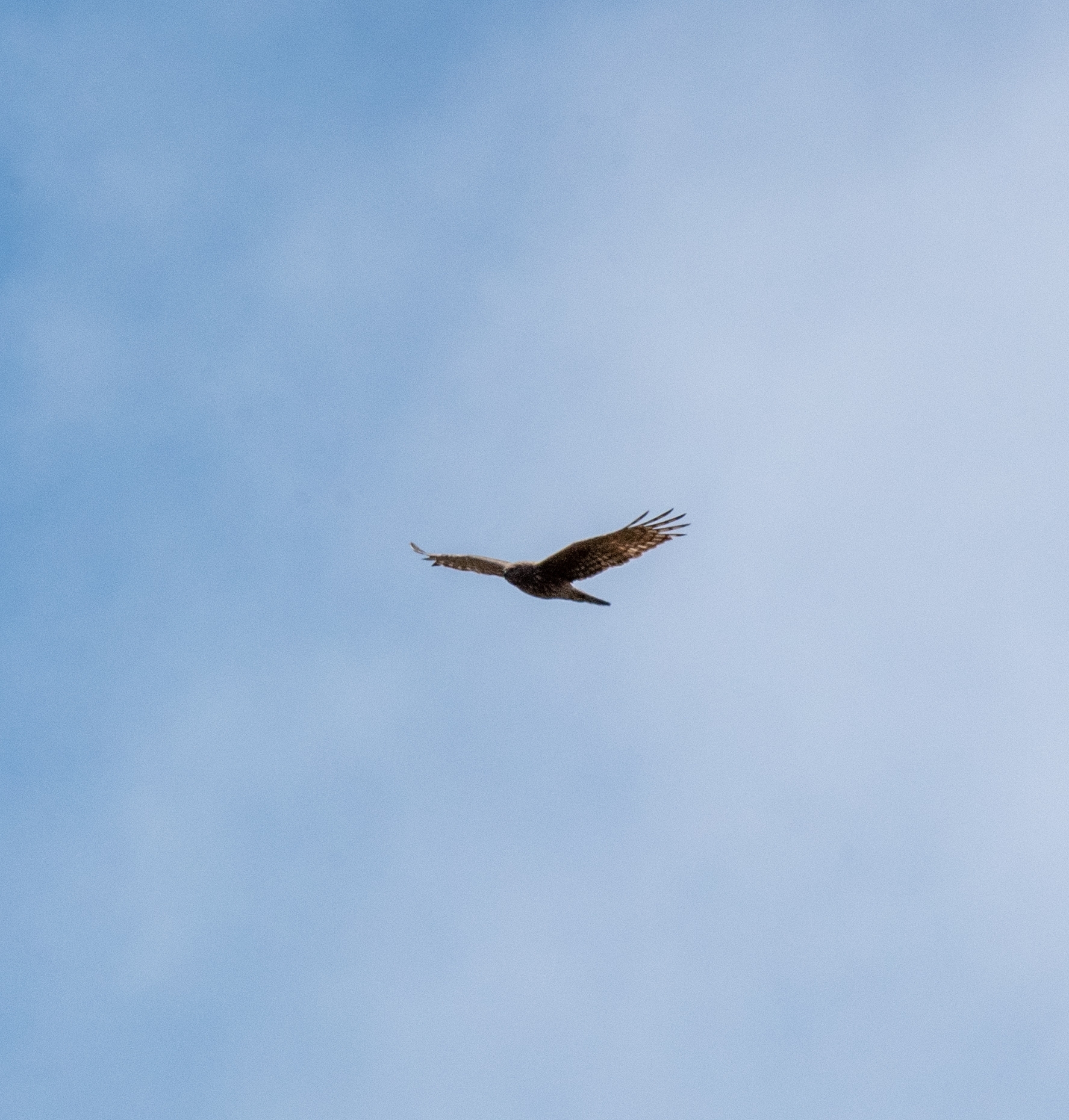 Reunion Harrier (Circus maillardi), photo 7