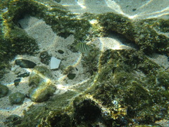 Acanthurus triostegus