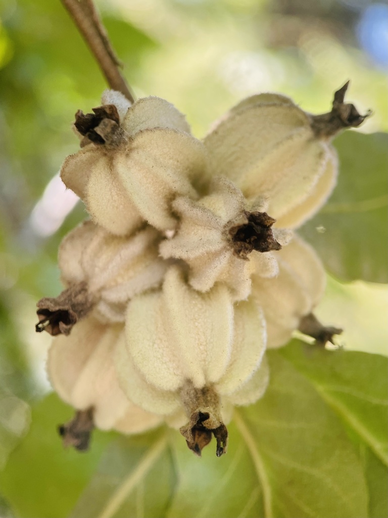 Elaeagnus mollis