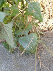 Golovinomyces sonchicola