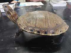 Trachemys venusta cataspila