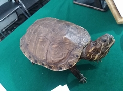 Trachemys venusta cataspila