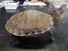 Trachemys venusta cataspila