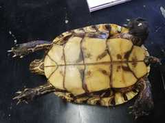 Trachemys venusta cataspila