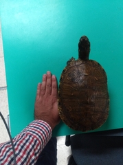 Trachemys venusta cataspila