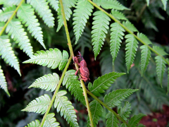Cryptoderma formosense