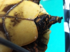 Trachemys venusta cataspila