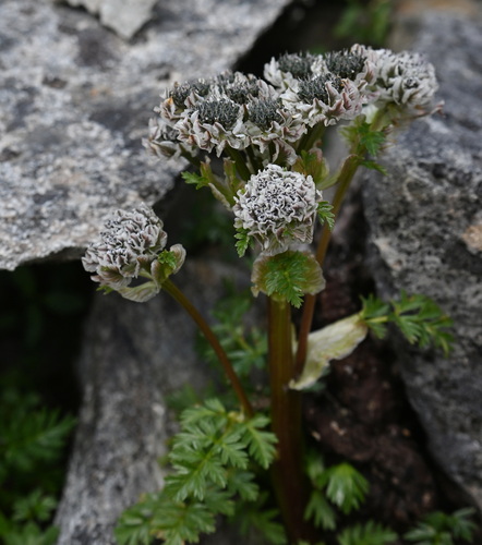 Pleurospermum amabile