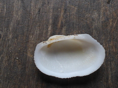 Barbatia foliata