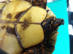 Trachemys venusta cataspila